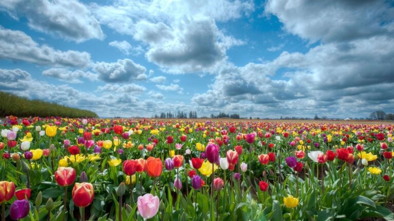 Diana Cooper’s June 2020 Newsletter