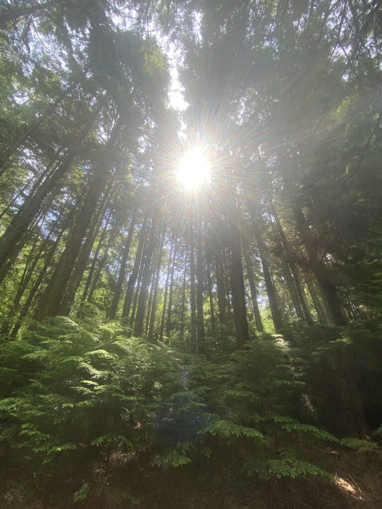 Walk in the pine trees Walk in the pine trees