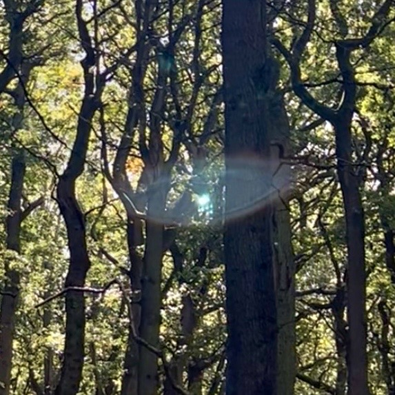 Orbs in a bluebell wood Orbs in a bluebell wood