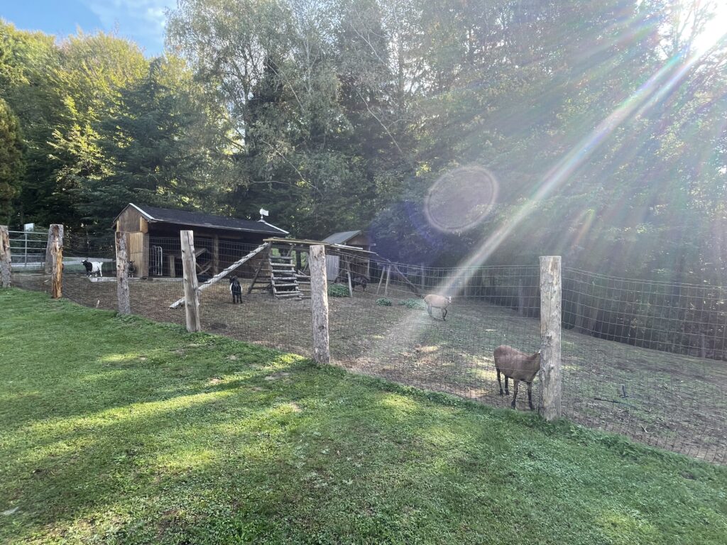 Orbs and goats Orbs and goats