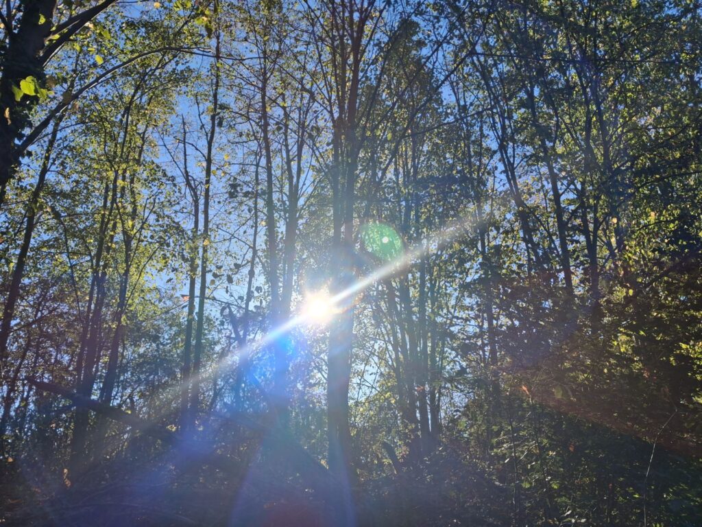 Orb through the trees Orb through the trees